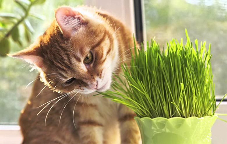 Un gatto vegetariano è una questione di giurisdizione!