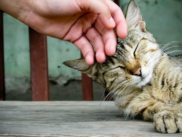 Il gatto è venuto a casa 