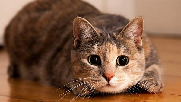 segni associati ai gatti in casa 