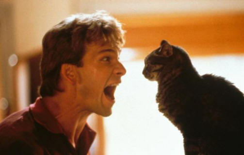 I gatti possono davvero vedere qualcosa di inaccessibile agli occhi umani