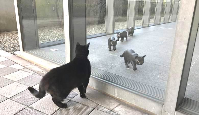 I gatti, per qualche motivo, cercano di entrare nel museo giapponese