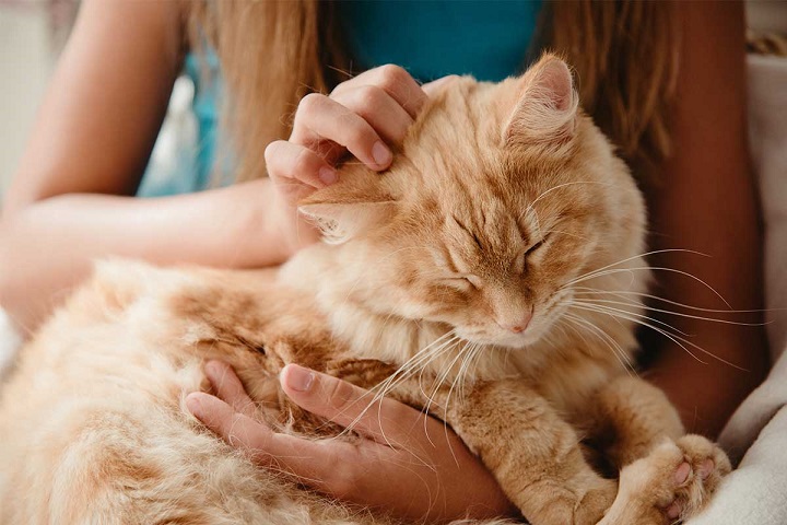 I gatti diventeranno ipoallergenici