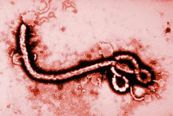 Ebola Nightmare Fever