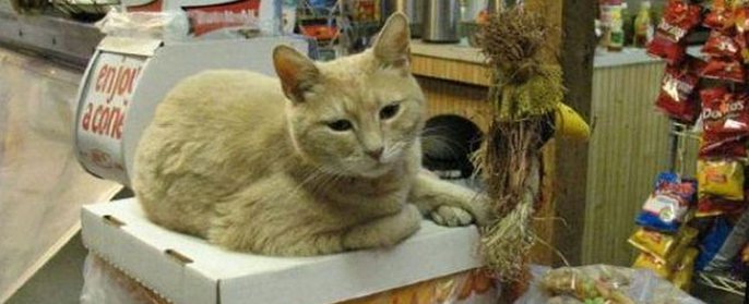 Cat Stubbs - il primo gatto-sindaco al mondo