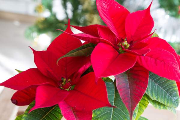 poinsettia rosso presagi e superstizioni 