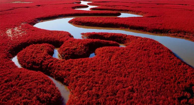 La spiaggia rossa dell'Impero celeste - uno spettacolo surreale