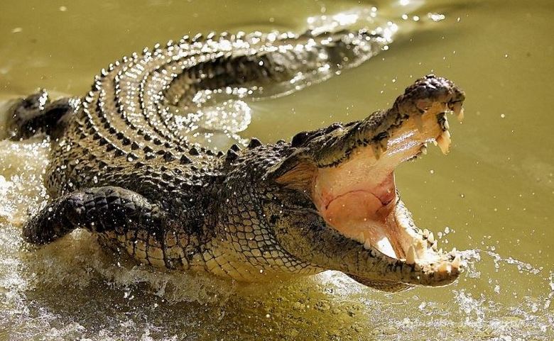 Il coccodrillo ha trascinato l'incantatore di coccodrilli