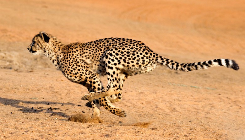 Quale delle creature viventi sulla terra è la più veloce