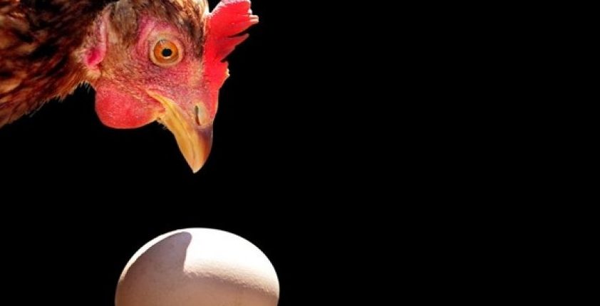 La gallina o l'uovo, che è venuto prima?  I fisici hanno risposto alla vecchia domanda 