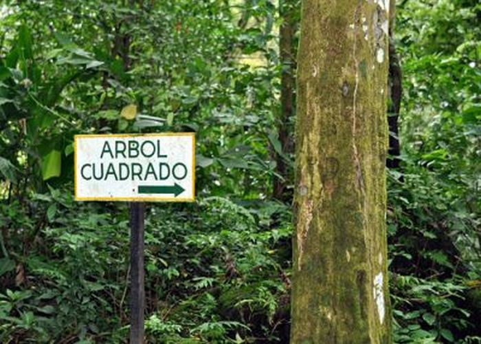 Alberi quadrati di una valle misteriosa