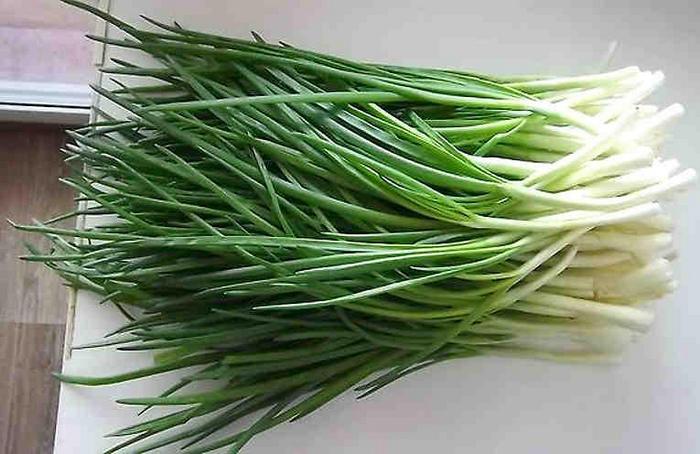 Un modo semplice ed efficace per coltivare cipolle verdi in un appartamento