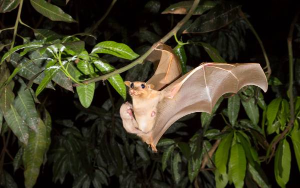 il pipistrello è volato nell'appartamento 