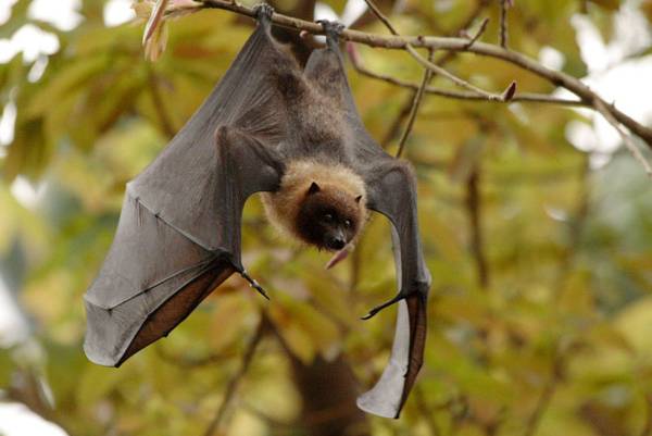 dove vola il pipistrello 