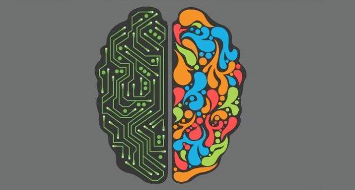 Gli emisferi destro e sinistro del cervello umano non sono divisi in emotivi e logici