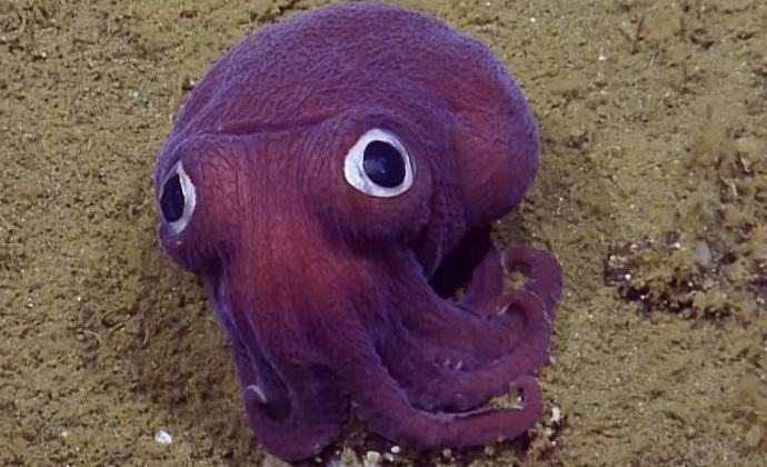 I calamari lilla dagli occhi pendenti hanno deliziato gli scienziati