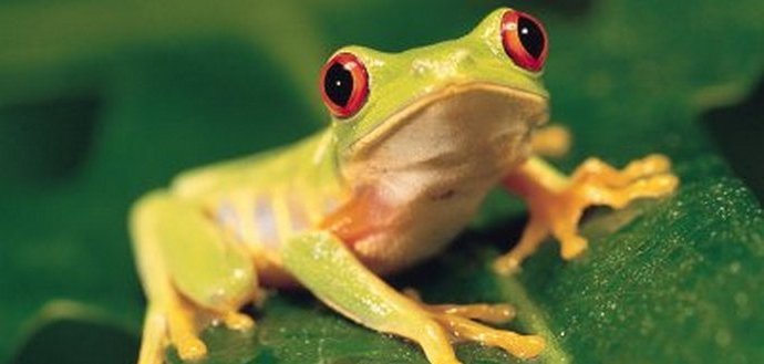 Transformer Frog Ecuador