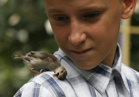 boy n sparrow05 Boy and Sparrow