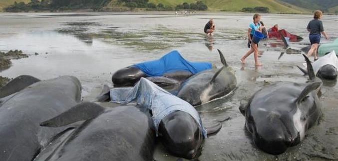 L'enorme suicidio di Dolphin si ripete