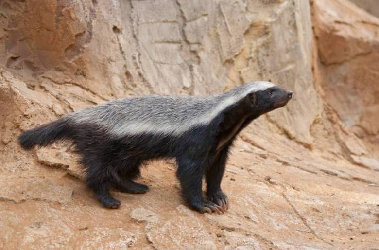 Il tasso di miele è un animale che i cacciatori kenioti rispettano per la paura.