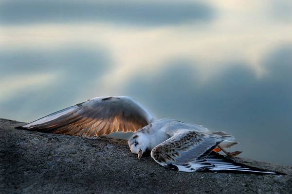 uccello morto 