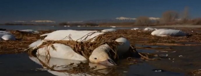 Oche morte - sulla testa degli americani