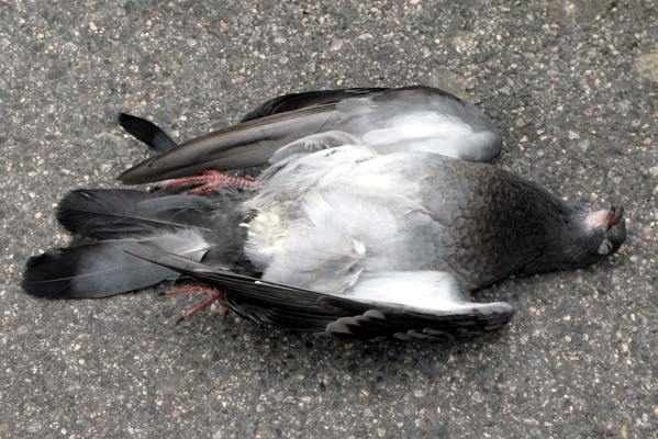 segni di una colomba morta 