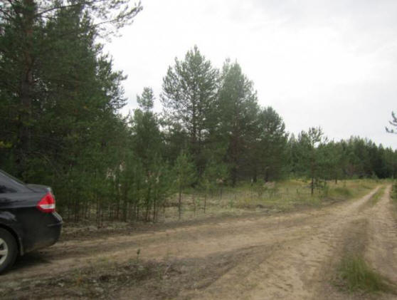 Un posto dove i ratti e altre zone anomale di Komi non vivono