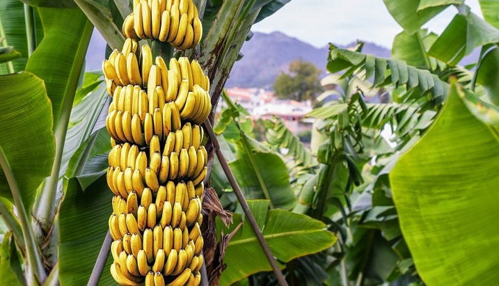 Il mondo scarseggia di banane