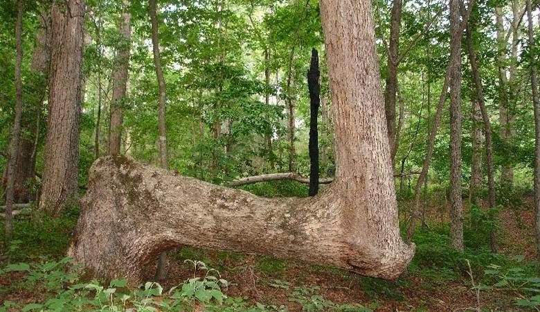 Molti alberi in Nord America sono misteriosamente piegati allo stesso modo.