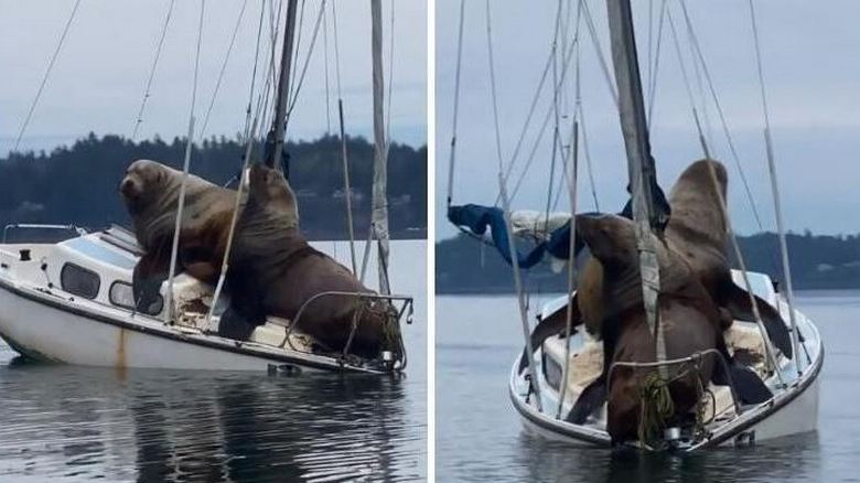 Ai leoni marini non dispiace prendere uno yacht