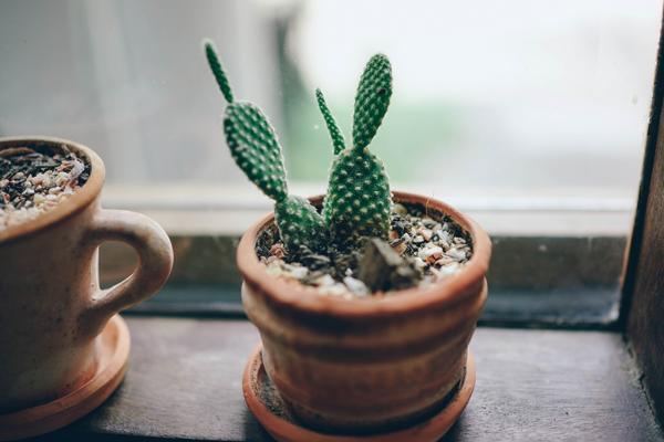 cactus sul davanzale della finestra 