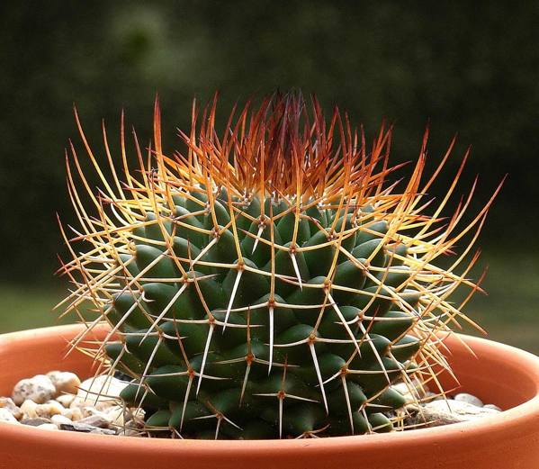 è possibile regalare un cactus 