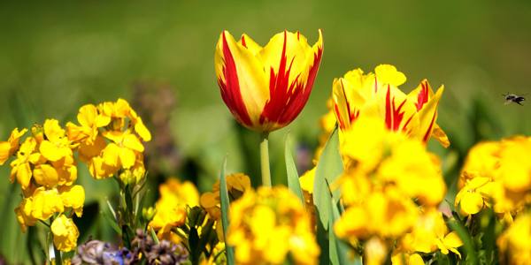 tipi di segni di fiori gialli tipi di segni di fiori gialli