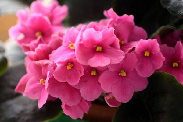 viola nei segni della casa  