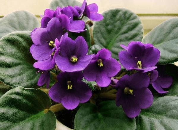 violette viola 
