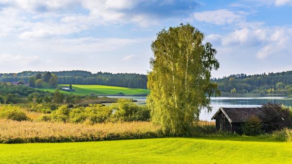 è possibile piantare una betulla vicino ai segni della casa 