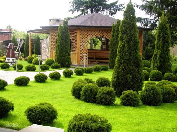 È possibile piantare a casa o su un terreno di thuyu - segni e superstizioni 