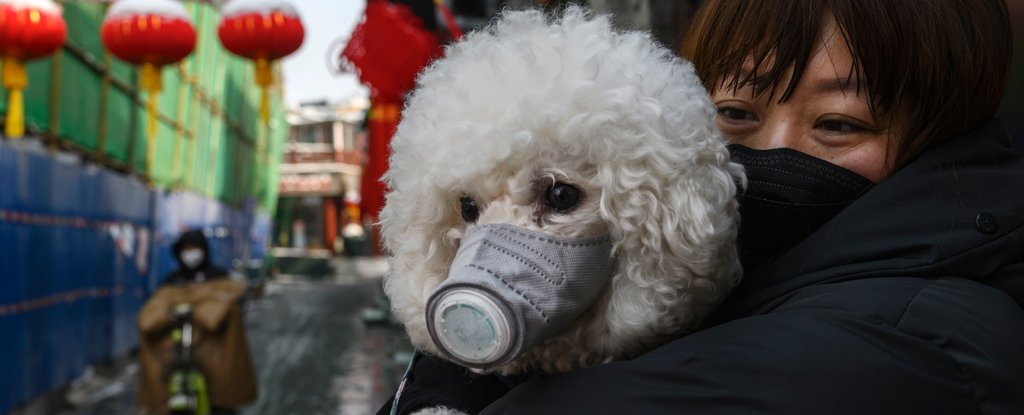 Gli animali domestici possono contrarre il coronavirus?  - Nuova ricerca 