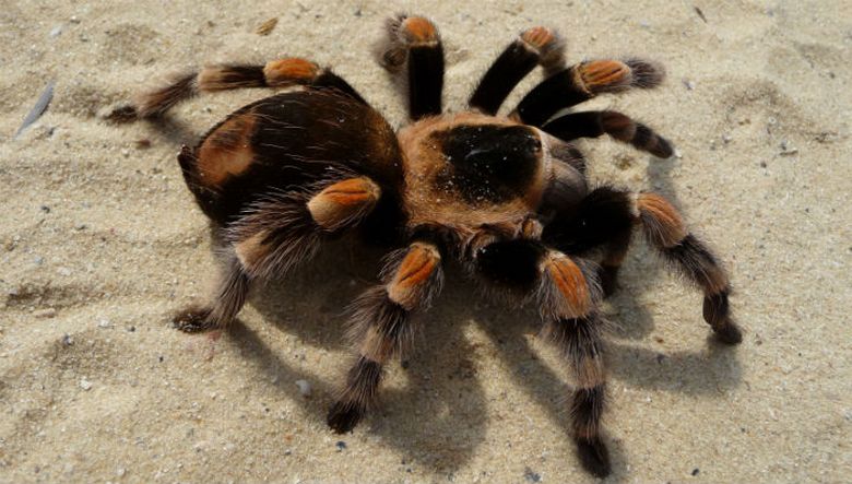Un uomo ha comprato un sacchetto di fichi secchi contenente un ragno velenoso.