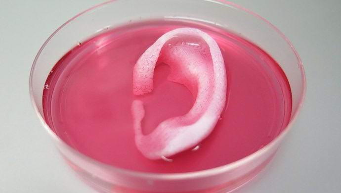 Abbiamo imparato a stampare organi umani vitali su una stampante 3D
