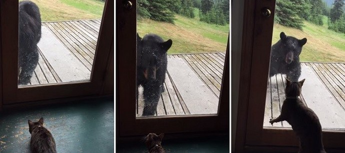 L'Alaska ha gatti unici!