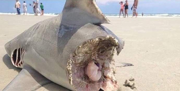 Uno squalo mangiato per metà trovato su una spiaggia americana