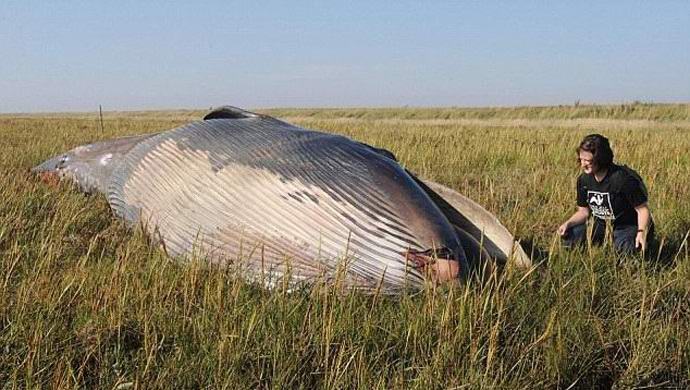 Una balena è stata trovata nel campo inglese