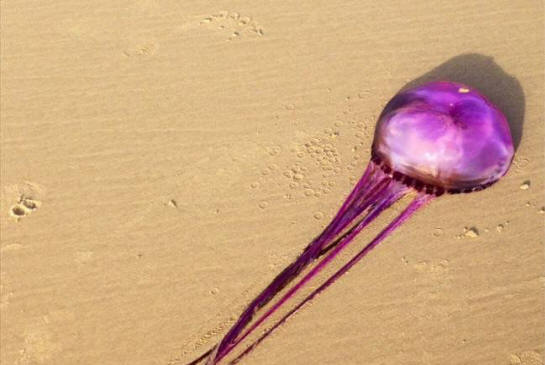 Un'insolita medusa trovata su una spiaggia australiana