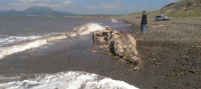 Sulla riva del Sakhalin, le onde hanno gettato il corpo di un dinosauro