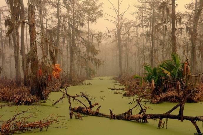 Nelle paludi della feccia della Louisiana si stabilirono