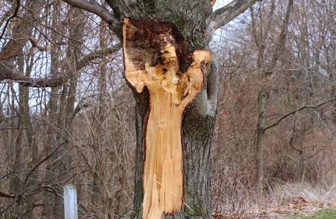 L'immagine di una donna in bianco è apparsa su un albero