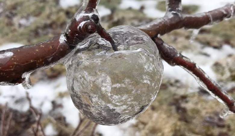 Sugli alberi nel Michigan