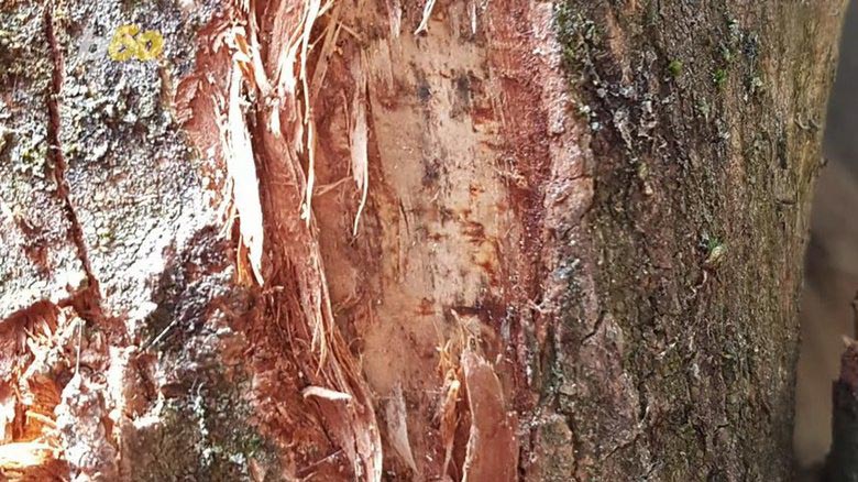 Trovato su un blocco di legno