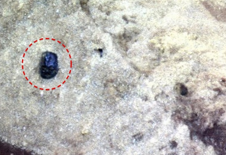 Nelle foto di Marte trovate